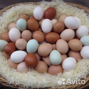 Яйца Доминанта инкубационные купить на Зозу.ру - фотография № 1