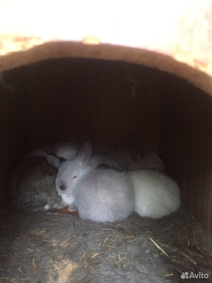 Кролики и крольчата мясных пород купить на Зозу.ру - фотография № 4
