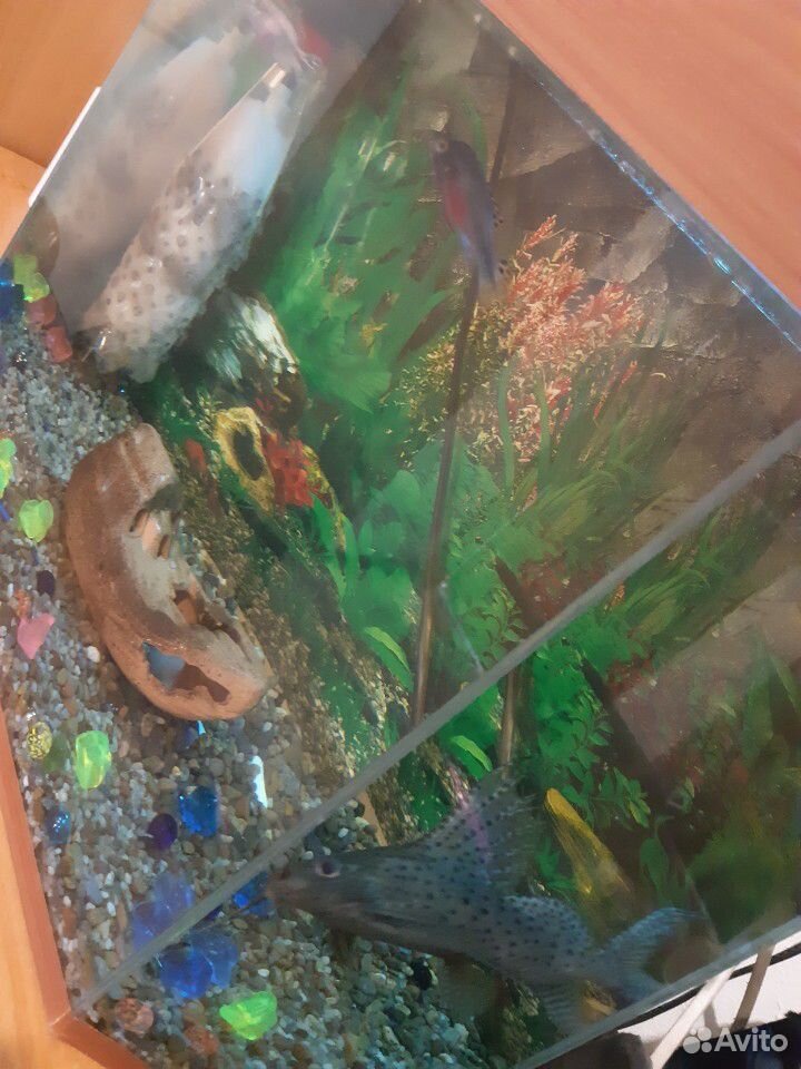 Продам аквариум со всем содержимым купить на Зозу.ру - фотография № 1