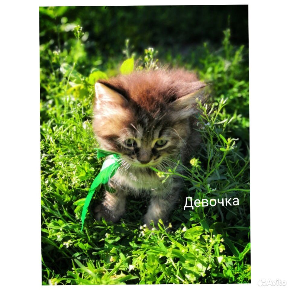 Милые котята купить на Зозу.ру - фотография № 3