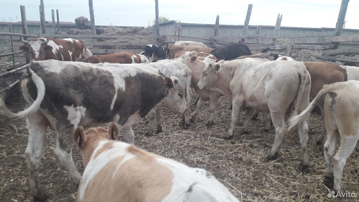 Чисто сементалские бычки купить на Зозу.ру - фотография № 3