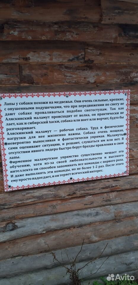 Щенки аляскинского маламута купить на Зозу.ру - фотография № 9