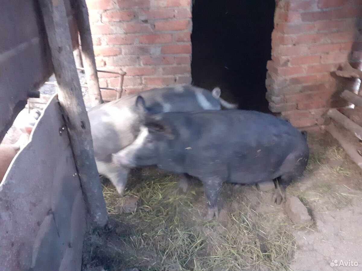 Свиньи домашние купить на Зозу.ру - фотография № 3