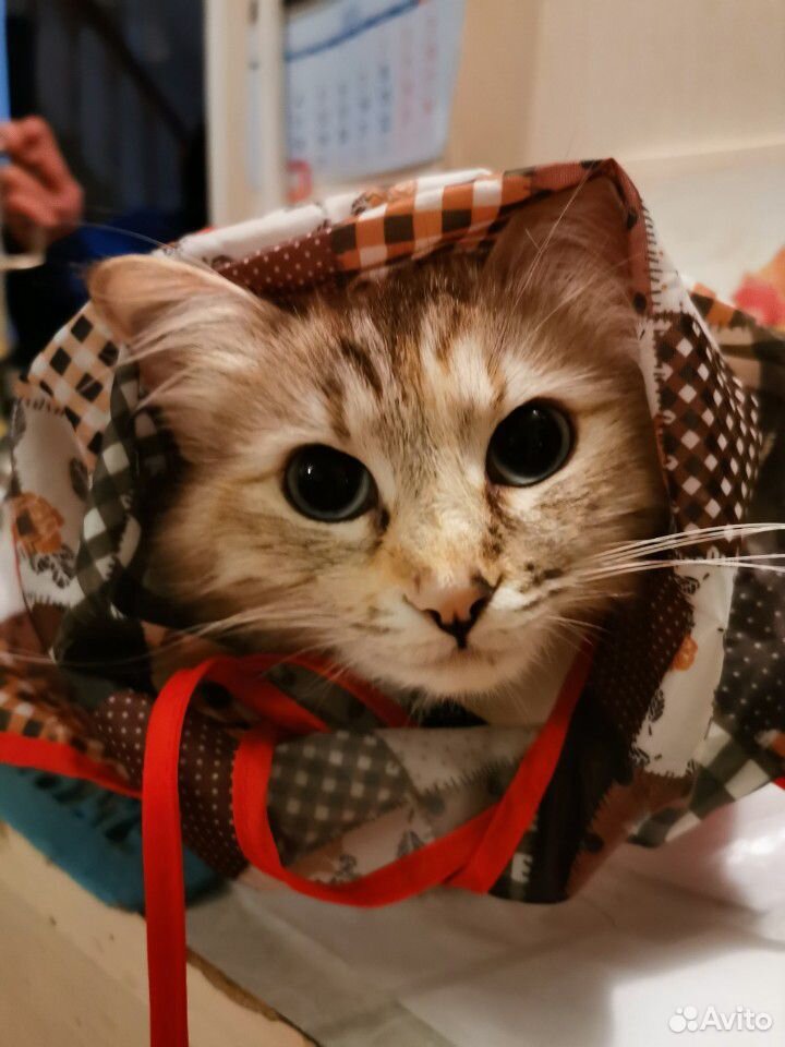 Кошка купить на Зозу.ру - фотография № 8