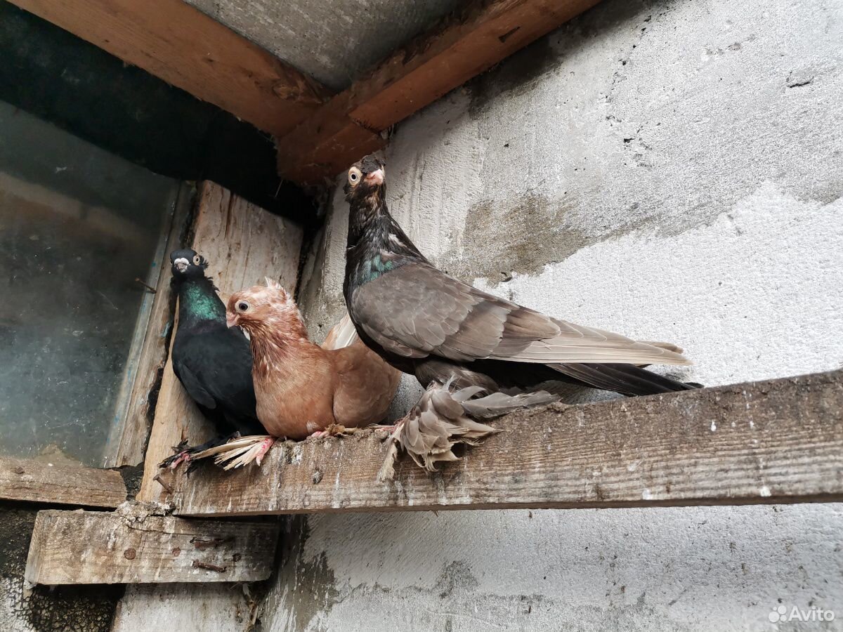 Продам узбекских бойных голубей купить на Зозу.ру - фотография № 4
