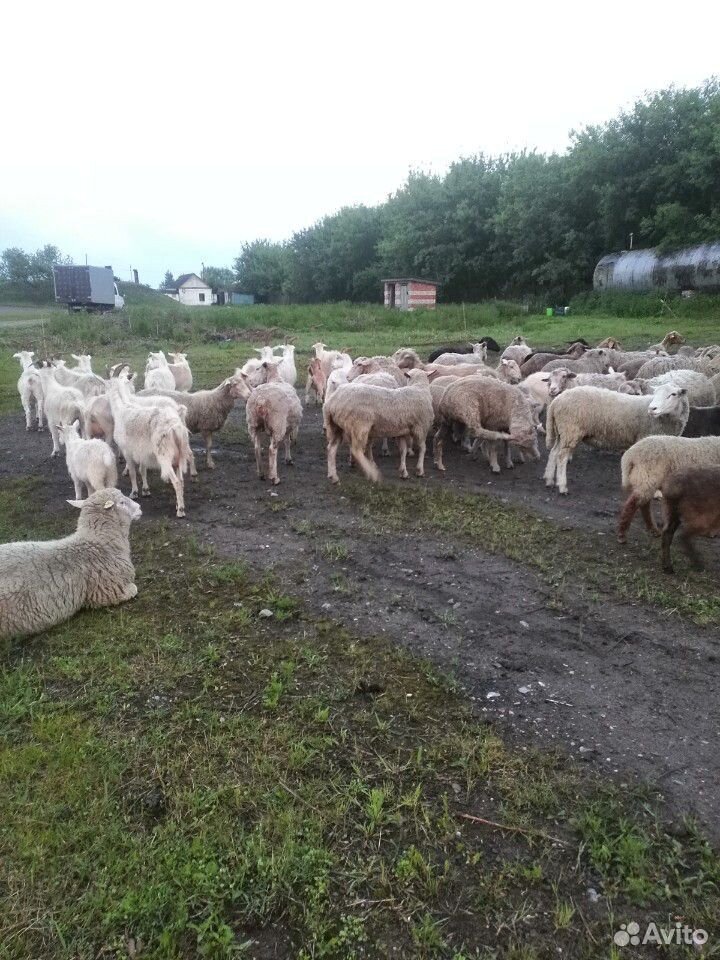 Овцы и бараны купить на Зозу.ру - фотография № 3