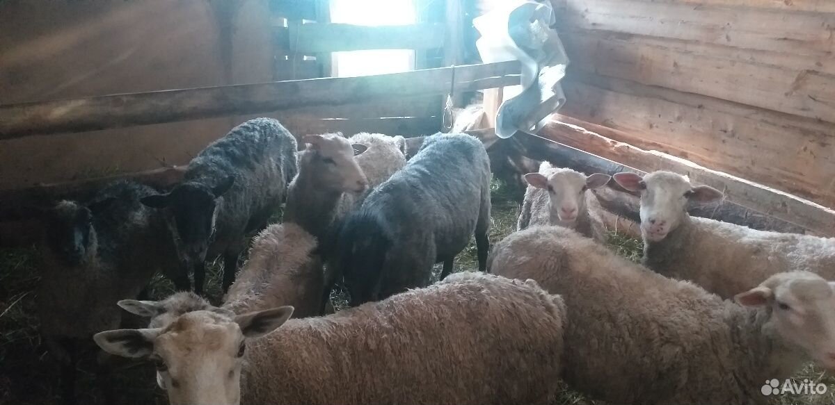 Продам овец купить на Зозу.ру - фотография № 5