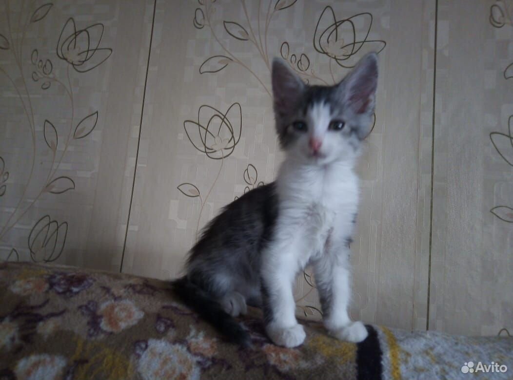 Котята 3 месяца купить на Зозу.ру - фотография № 3