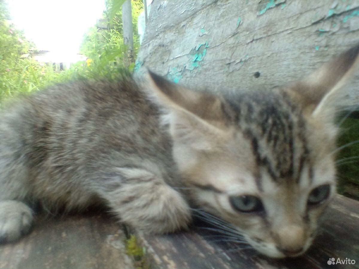 Котята милые пушистые купить на Зозу.ру - фотография № 4