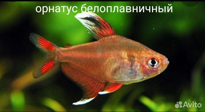 Рыбки аквариумные, улитки купить на Зозу.ру - фотография № 1