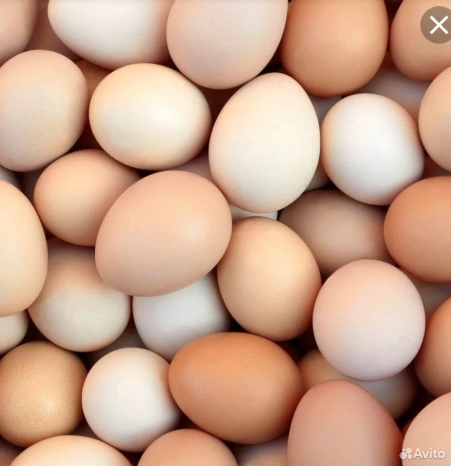 Яйцо куриное домашнее купить на Зозу.ру - фотография № 1