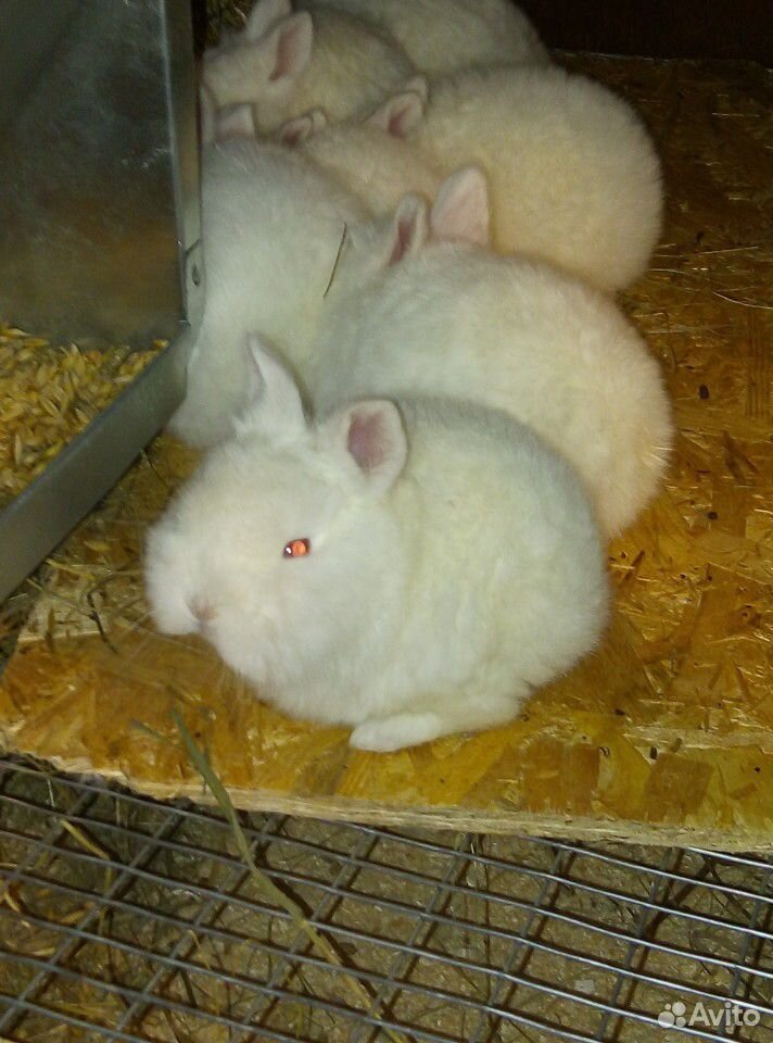 Крольчата Новозеландские белые купить на Зозу.ру - фотография № 2
