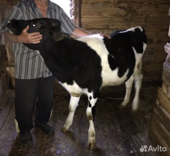 Корова-тёлка купить на Зозу.ру - фотография № 1