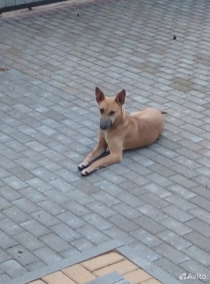 Собака ищет хозяина купить на Зозу.ру - фотография № 2
