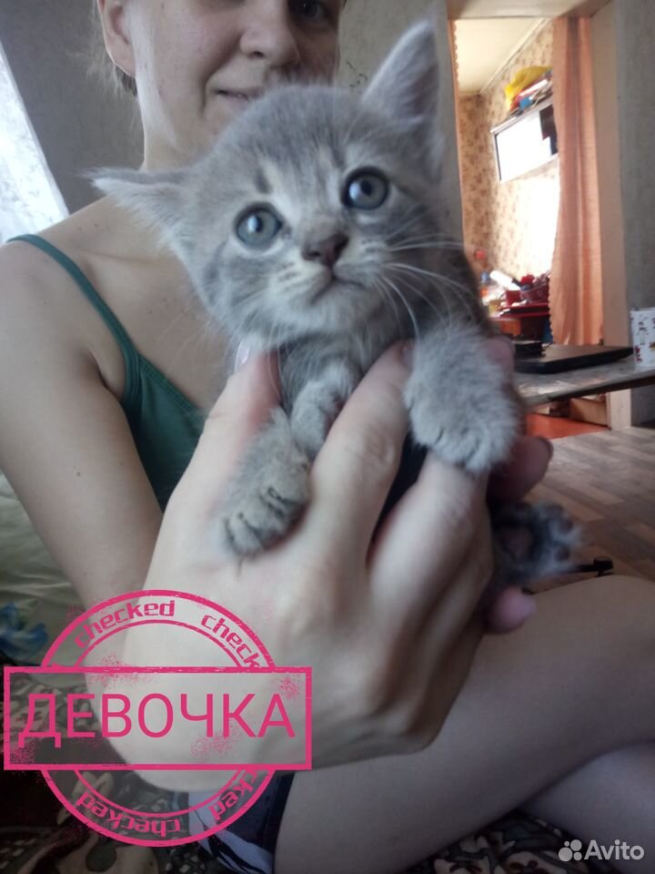 Отдам котят купить на Зозу.ру - фотография № 1