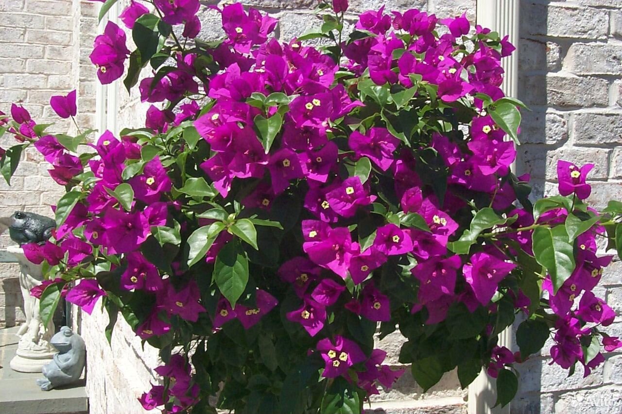 Бугенвиллия vera deep purple фото и описание