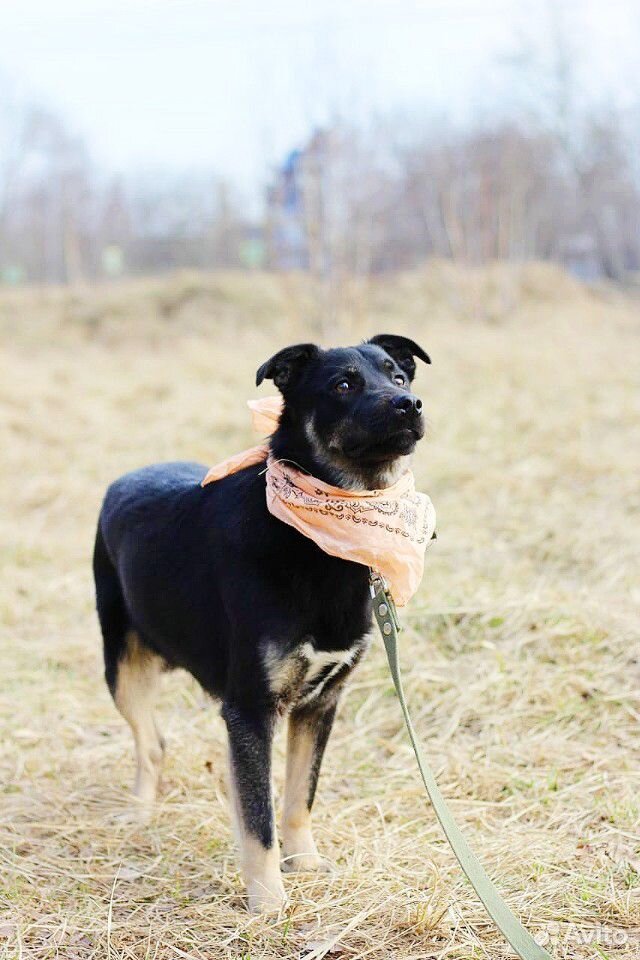 Собака Баги в добрые руки купить на Зозу.ру - фотография № 5