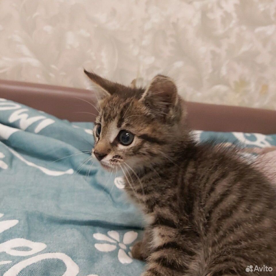 Котик,игривый весёлый малыш купить на Зозу.ру - фотография № 1