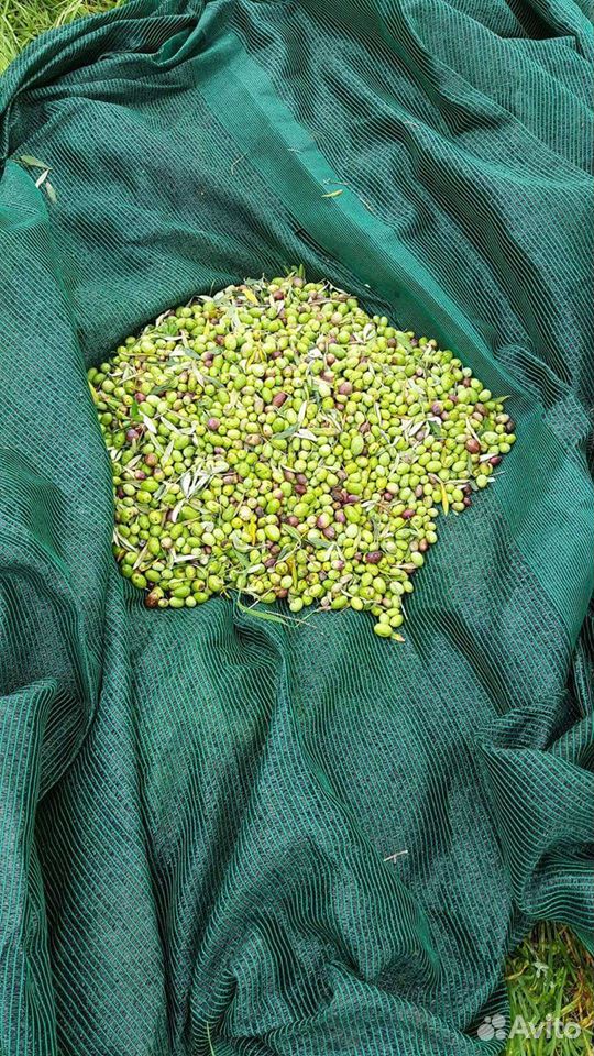 Олива европейская плодоносящая вечнозелёная купить на Зозу.ру - фотография № 5