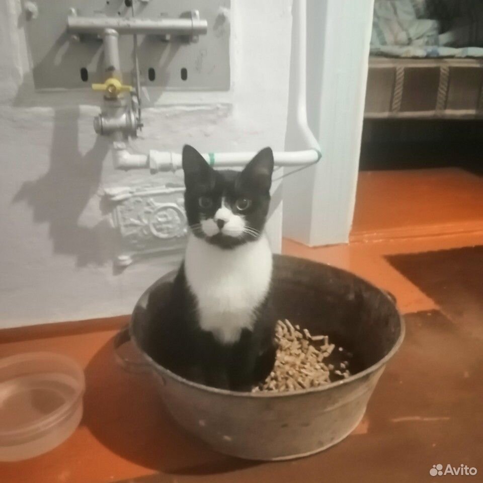 Приблудился котик купить на Зозу.ру - фотография № 1
