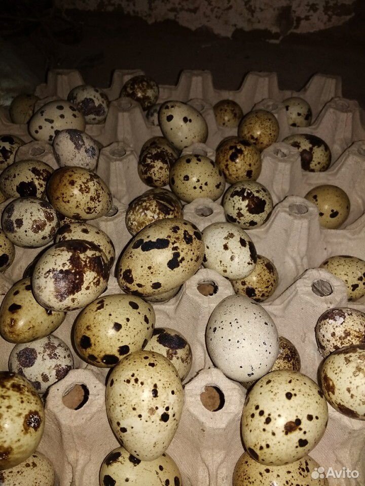 Перепелята, яйцо перепелиное купить на Зозу.ру - фотография № 6