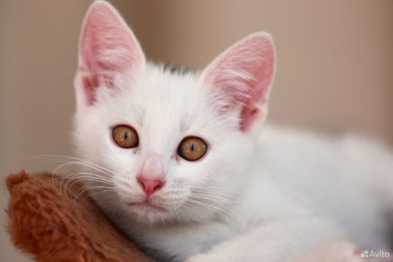 Белая кошка коричневые глаза. Као мани метис. Као-мани кошка. Белый котенок. Белая кошка с карими глазами