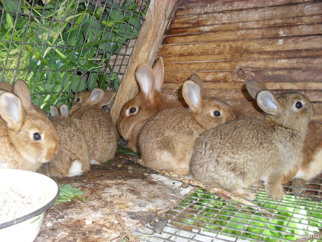 Крольчата мясных пород скороспелые купить на Зозу.ру - фотография № 3