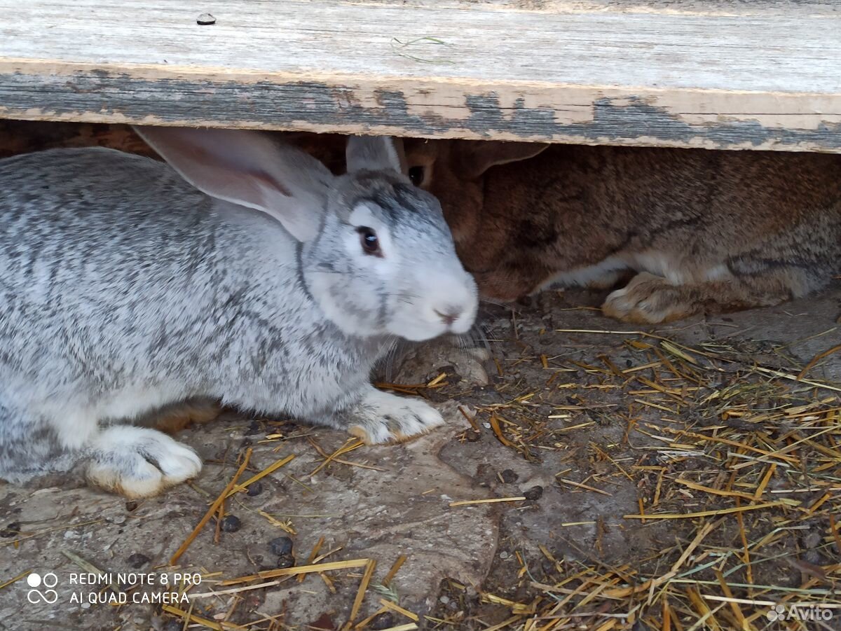 Кролики породы Фландер. Возраст 3,5 месяца. На пле купить на Зозу.ру - фотография № 4