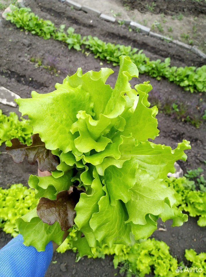 Зелень, базилик, сельдерей, кинза, петрушка, салат купить на Зозу.ру - фотография № 5