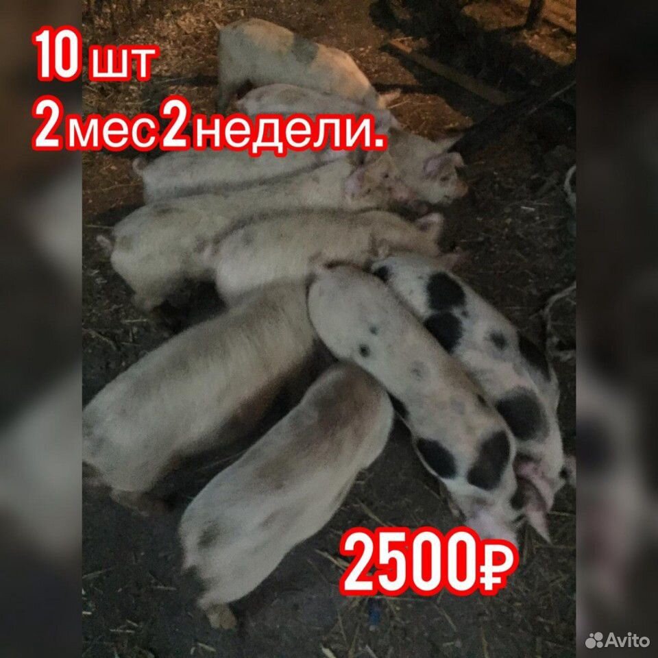Свини купить на Зозу.ру - фотография № 8