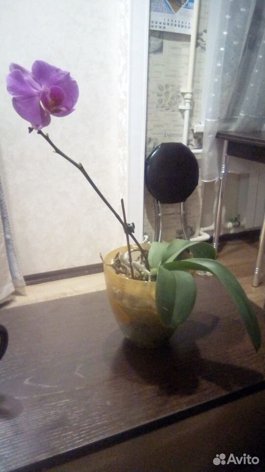 Продам орхидеи купить на Зозу.ру - фотография № 1