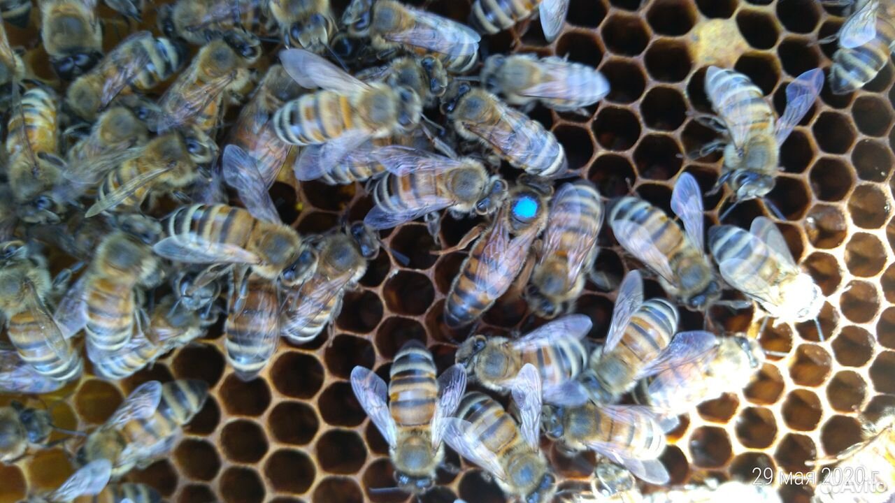 Продам пчеломатки купить на Зозу.ру - фотография № 1