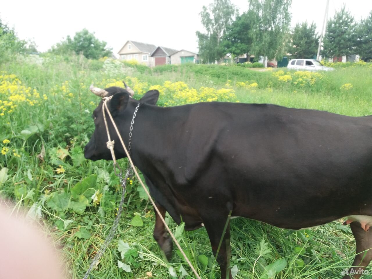 Корова ярославка купить на Зозу.ру - фотография № 4