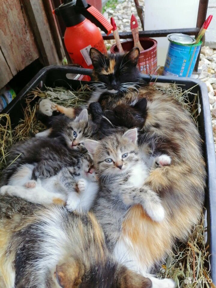 Котята, кошечки купить на Зозу.ру - фотография № 1