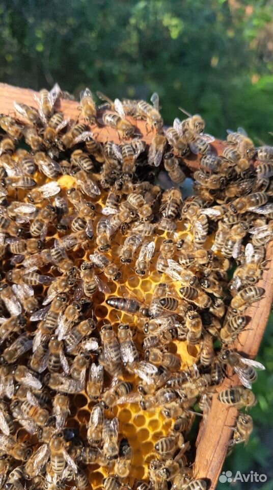 Плодные пчеломатки 2020 года купить на Зозу.ру - фотография № 2