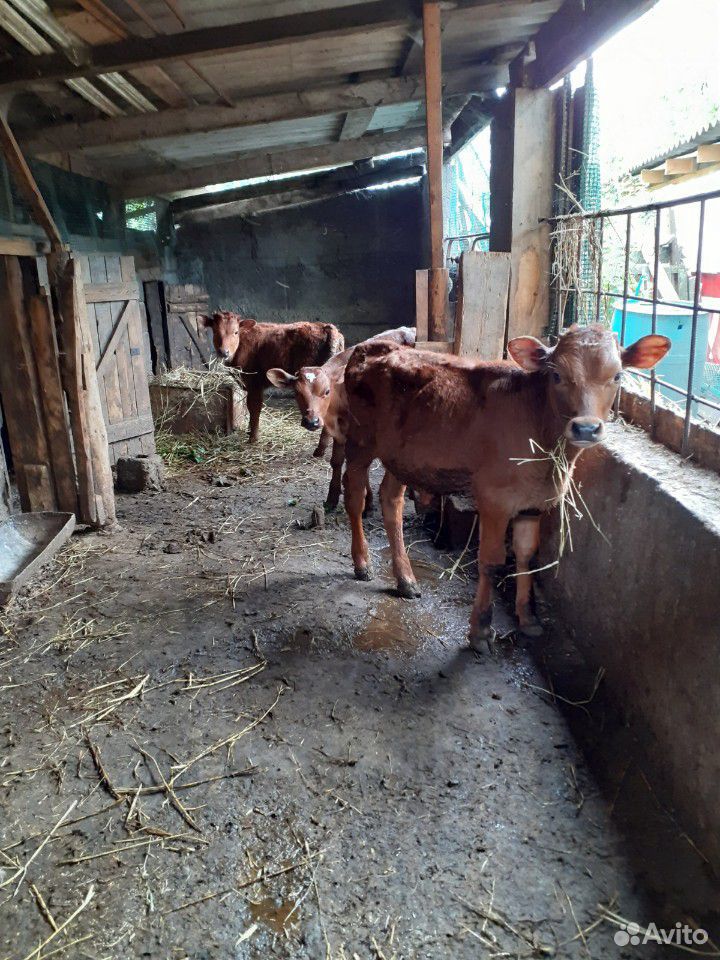 Корова бычки купить на Зозу.ру - фотография № 3