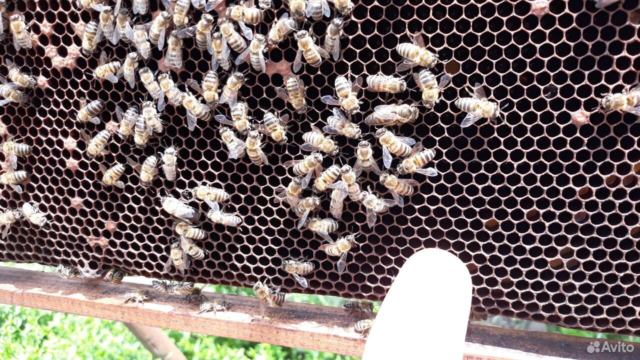 Продаются пчеломатки купить на Зозу.ру - фотография № 1