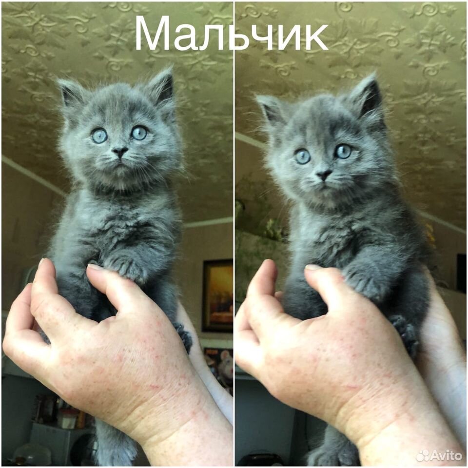 Британские котята ищут дом купить на Зозу.ру - фотография № 2