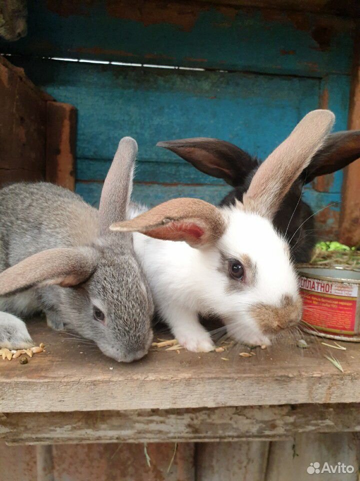 Продаются кролики различного возраста купить на Зозу.ру - фотография № 1