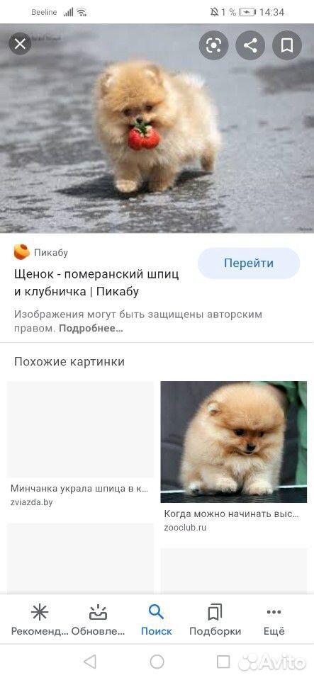 Ищем щенка шпица 3-4 месяца купить на Зозу.ру - фотография № 3