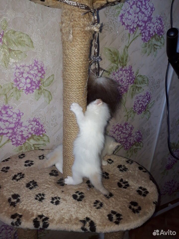 Котята купить на Зозу.ру - фотография № 2