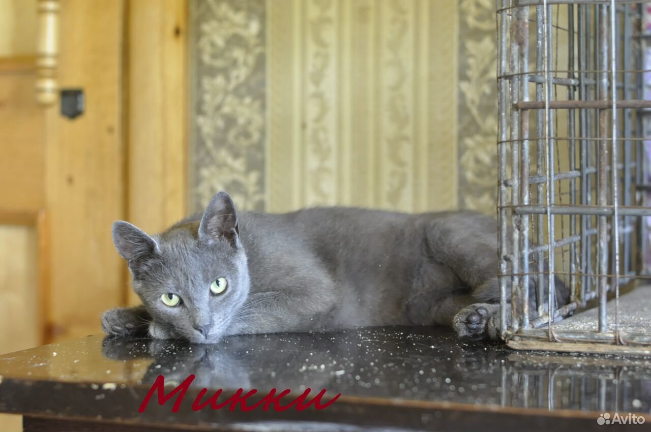Кошки разные стерилизованы купить на Зозу.ру - фотография № 6