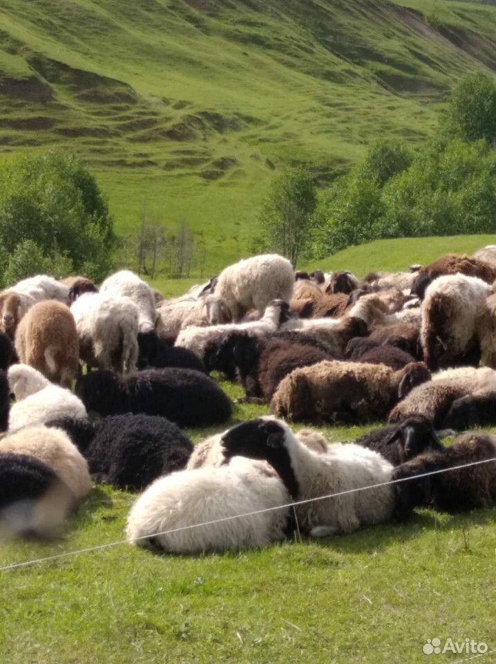 Овцы, бараны, ягнята купить на Зозу.ру - фотография № 4