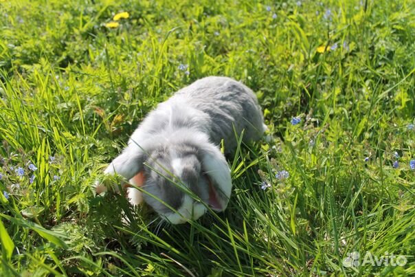 Кролик французский баран купить на Зозу.ру - фотография № 4