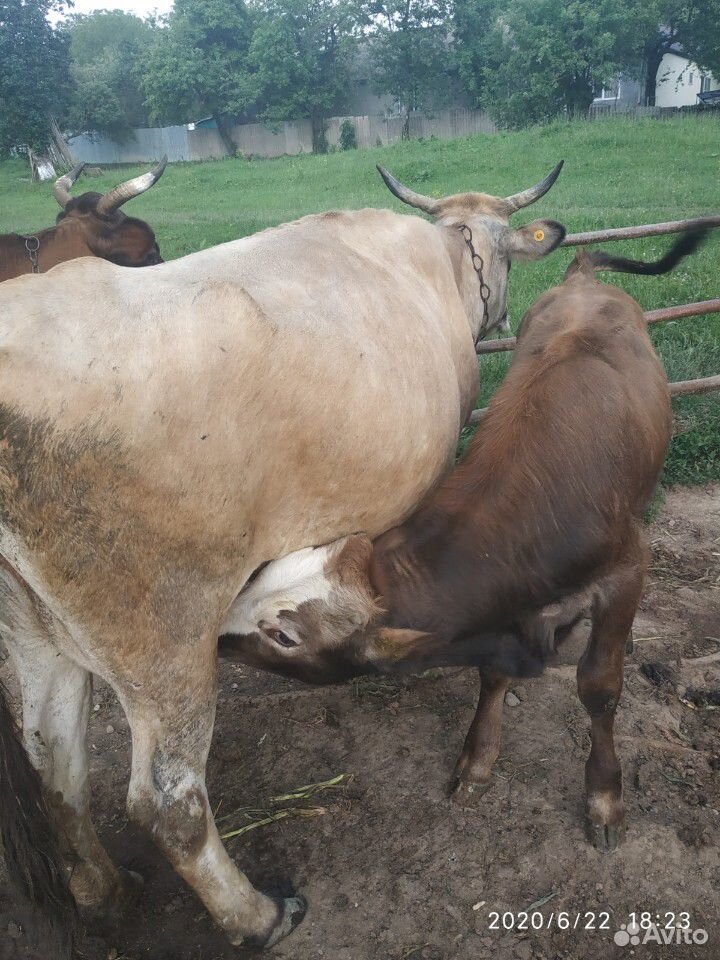 Корова с бычком купить на Зозу.ру - фотография № 6