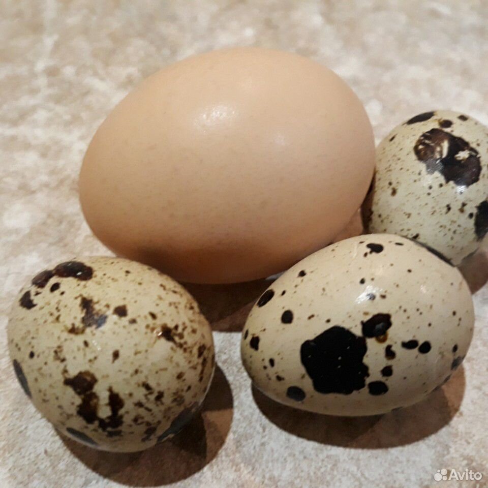 Перепел техасский, птенцы, яйцо купить на Зозу.ру - фотография № 2