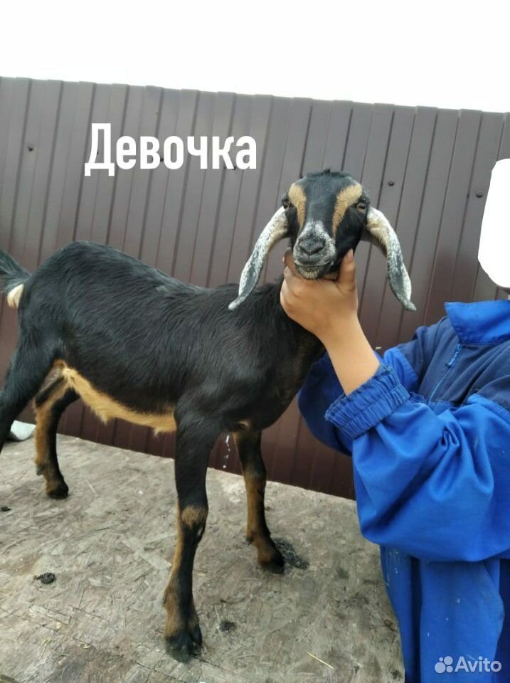 Козлята нуббийской породы купить на Зозу.ру - фотография № 3