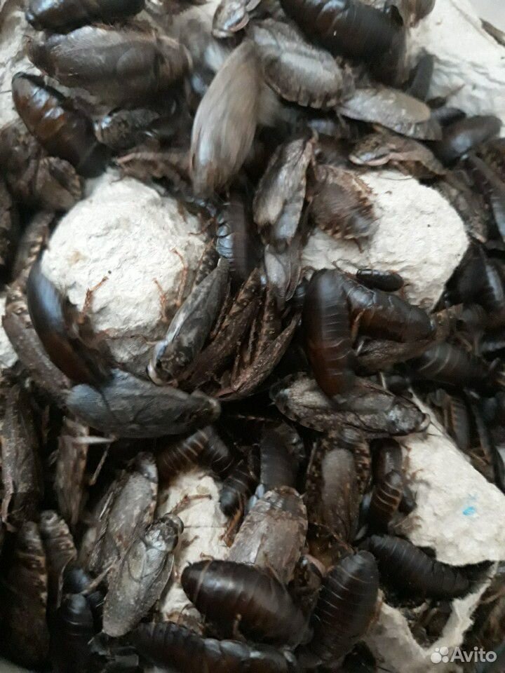 Мраморные тараканы купить на Зозу.ру - фотография № 1