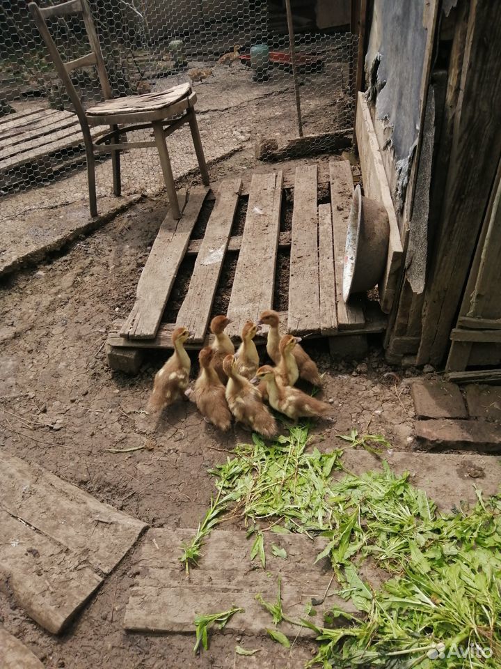 Утка с утятами купить на Зозу.ру - фотография № 3