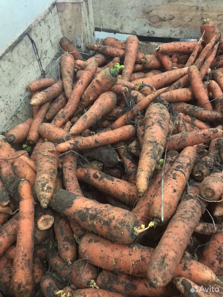 Продать морковь купить на Зозу.ру - фотография № 2